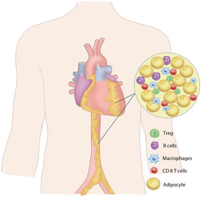 The role of perivascular adipose tissue-secreted adipocytokines in cardiovascular disease